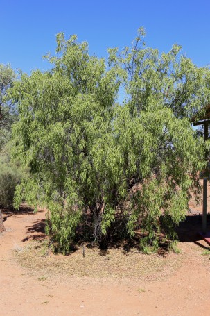 Olive Pink Botanic Garden, Alice Springs