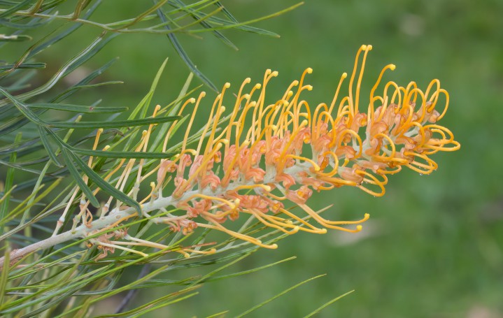 Australian Native Grevillea Flower.02