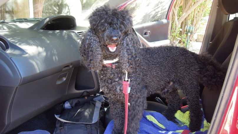 Absolutely Belongil, Belongil Beach, Byron Bay, NSW