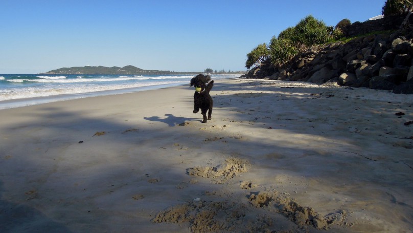 Galloping poodle, Belongil Beach, Byron Bay