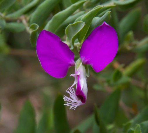 Hunter Region Botanical Gardens.001