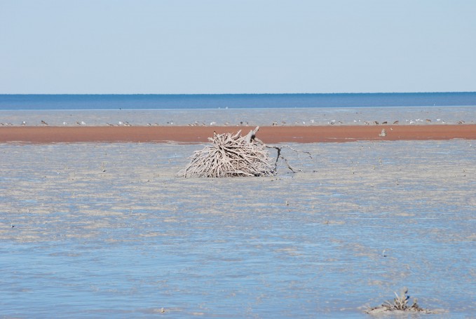 Mudflats Roebuck Bay