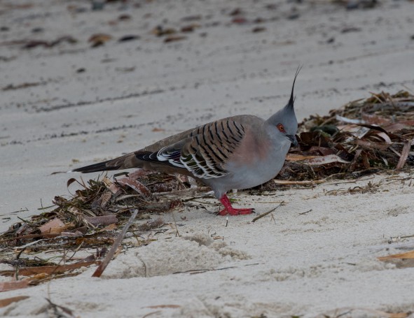 Crested pigeon (Ocyphaps lophotes) (29 – 34 centimetres) - Tanilba Bay, Port Stephens, Hunter (Newcastle) Region, NSW, Australia