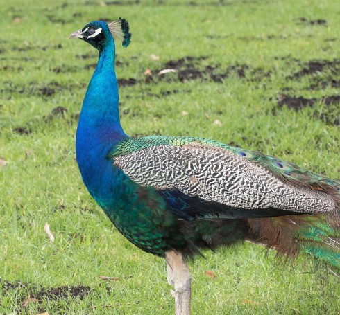 Peacock - Blackbutt Reserve.02
