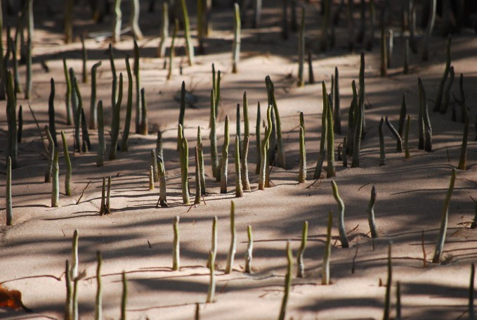 White mangrove pneumatophores Roebuck Bay