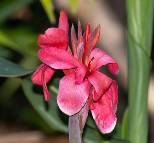 Canna lily - George Brown Botanic Gardens, Darwin, NT, Australia