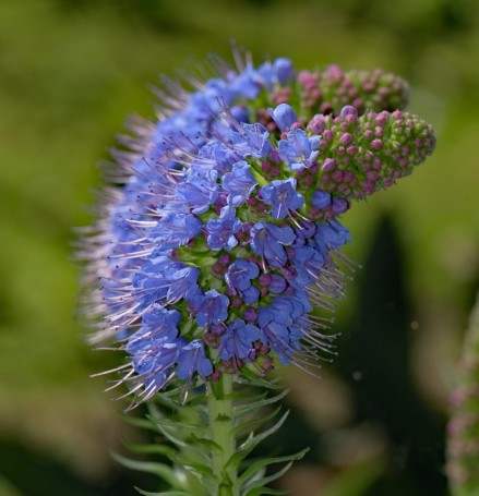 Hunter Region Botanic Gardens, Heatherbrae, Newcastle, NSW, Australia.02