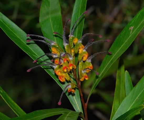 Grevillea flower - Hunter Region Botanic Gardens, Heatherbrae, Newcastle, NSW, Australia.01