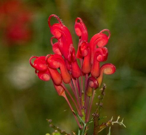 Hunter Region Botanic Gardens, Heatherbrae, Newcastle, NSW, Australia.06