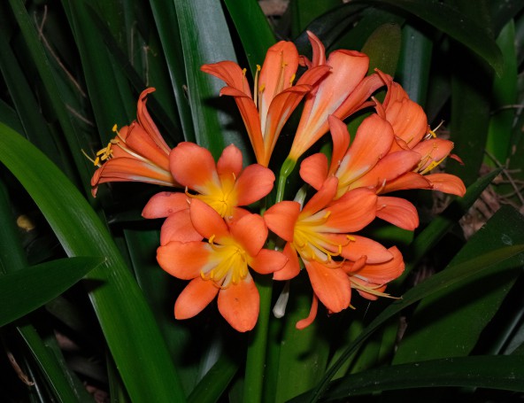 Hunter Region Botanic Gardens, Heatherbrae, Newcastle, NSW, Australia.05