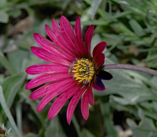Hunter Region Botanic Gardens, Heatherbrae, Newcastle, NSW, Australia.04