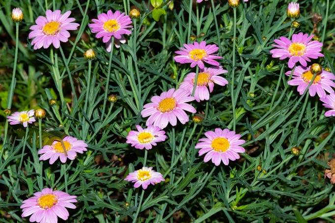 Hunter Region Botanic Gardens, Heatherbrae, Newcastle, NSW, Australia.03