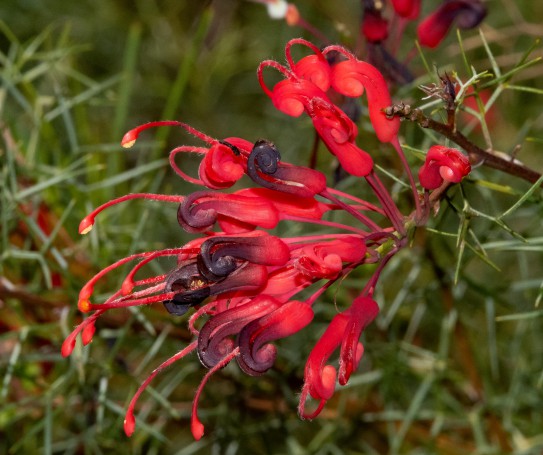 Grevillea flower - Hunter Region Botanic Gardens, Heatherbrae, Newcastle, NSW, Australia.02