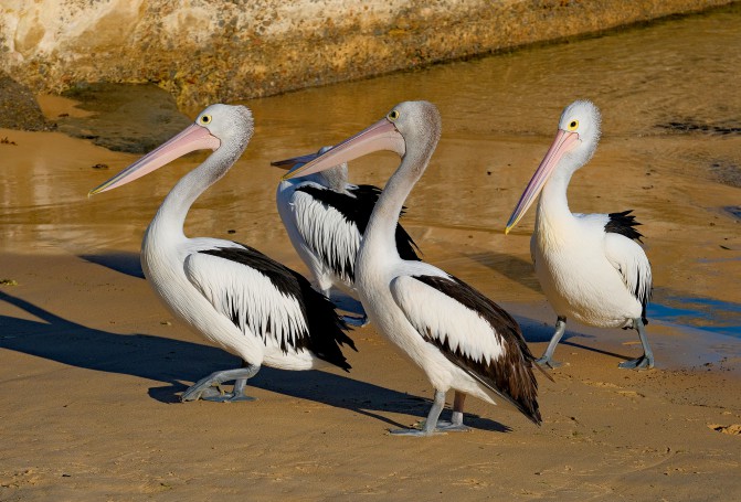 Newcastle Beach, Newcastle East, NSW, Australia.03