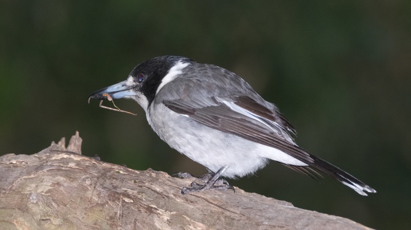 Grey Butcherbird - Blackbutt Reserve, Kotara, Newcastle, NSW, Australia