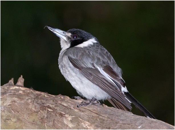 Grey Butcherbird - Blackbutt Reserve, Kotara, Newcastle, NSW, Australia.