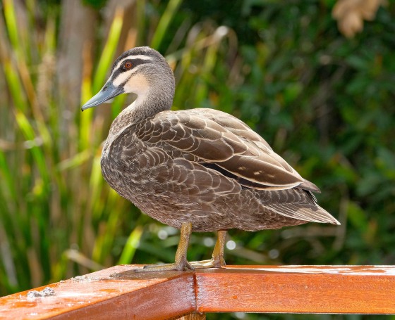 Pacific Black Duck, Blackbutt Reserve, New Lambton, Newcastle, NSW, Australia