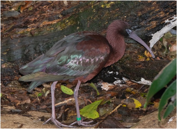 Glossy Ibis, Blackbutt Reserve, New Lambton, Newcastle, NSW, Australia