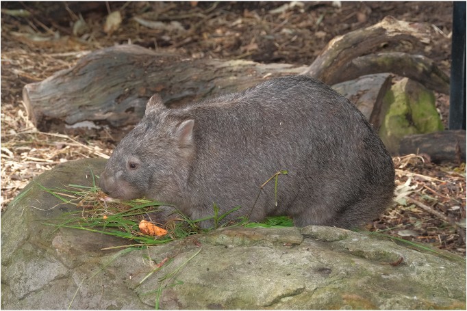 Wombat (Australian Marsupial), Blackbutt Reserve, New Lambton, Newcastle, NSW, Australia