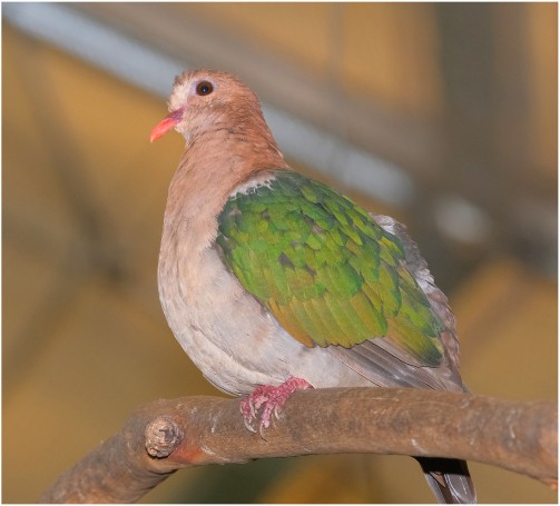 Emerald Dove, Blackbutt Reserve, New Lambton, Newcastle, NSW, Australia