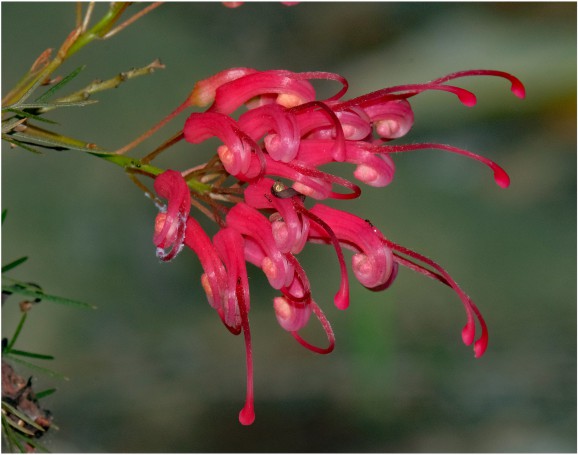 Hunter Region Botanic Gardens, Heatherbrae, Newcastle, NSW, Australia.04
