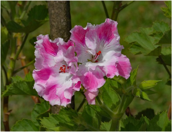 Hunter Region Botanic Gardens, Heatherbrae, Newcastle, NSW, Australia.03