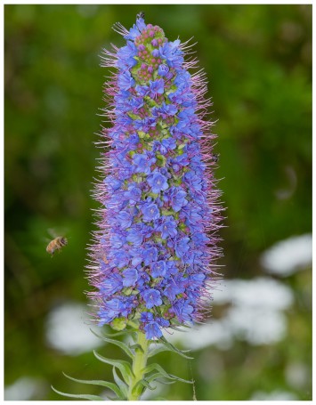 Hunter Region Botanic Gardens, Heatherbrae, Newcastle, NSW, Australia.05