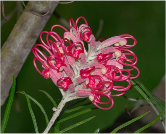 Australian Native Grevillea - Hunter Region Botanic Gardens, Heatherbrae, Newcastle, NSW, Australia.02