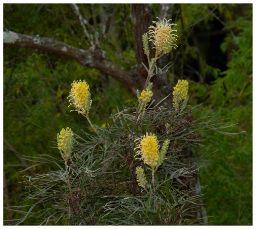 Australian Native Grevillea - Hunter Region Botanic Gardens, Heatherbrae, Newcastle, NSW, Australia.03