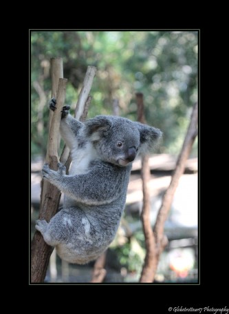 Lone Pine Koala Sanctuary- Brisbane- Australie- Australia.