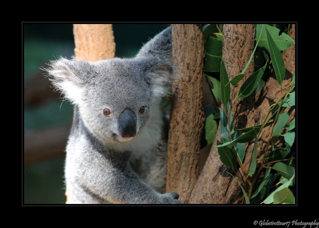 Lone Pine Koala Sanctuary- Brisbane- Australie- Australia.