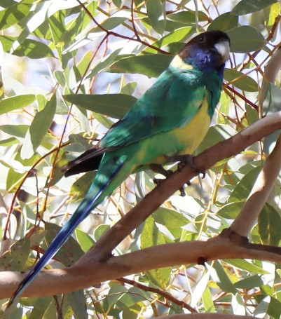 Australian Ringneck Parrot, Alice Springs Telegraph Station, Alice Springs, Northern Territory, Australia, 2019