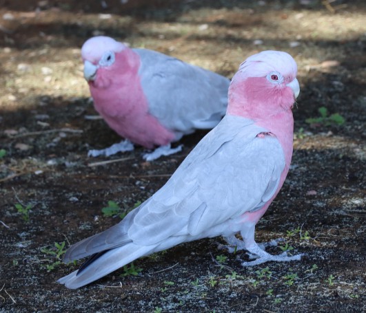 Galah Parrots, Olive Pink Botanic Garden, Alice Springs, Northern Territory, Australia, 2019