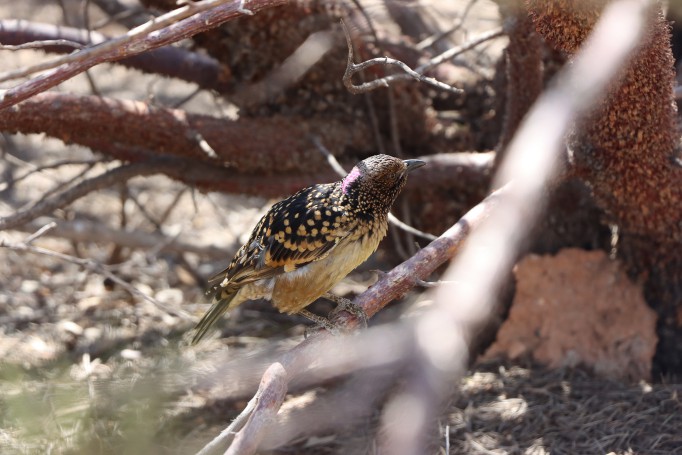 Western Bowerbird (Chlamydera guttata), Olive Pink Botanic Garden, Alice Springs, Northern Territory, Australia, 2019