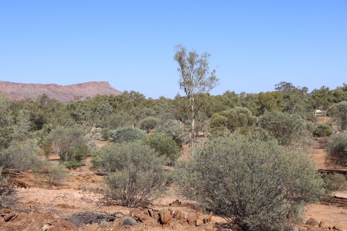 Landscape, Olive Pink Botanic Garden, Alice Springs, Northern Territory, Australia, 2019