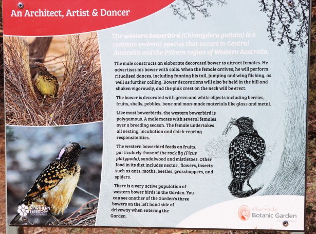 Western Bowerbird Information Sign, Olive Pink Botanic Garden, Alice Springs, Northern Territory, Australia, 2019