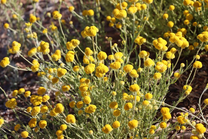 Billybuttons (Calocephalus knappil), Olive Pink Botanic Garden, Alice Springs, Northern Territory, Australia, 2019