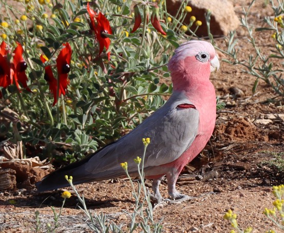 Galah Parrot, Olive Pink Botanic Garden, Alice Springs, Northern Territory, Australia, 2019