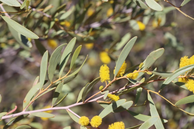 Hill Mulga (Acacia macdonnelliensis), Olive Pink Botanic Garden, Alice Springs, Northern Territory, Australia, 2019