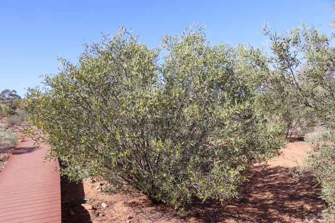 Hill Mulga (Acacia macdonnelliensis), Olive Pink Botanic Garden, Alice Springs, Northern Territory, Australia, 2019