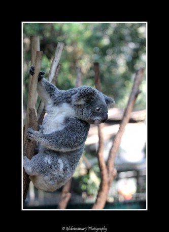 Koala- Lone Pine Koala Sanctuary- Brisbane- Australie- Australia.