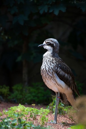 Bush stone-curlew