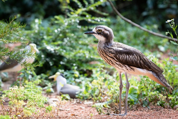 Bush stone-curlew