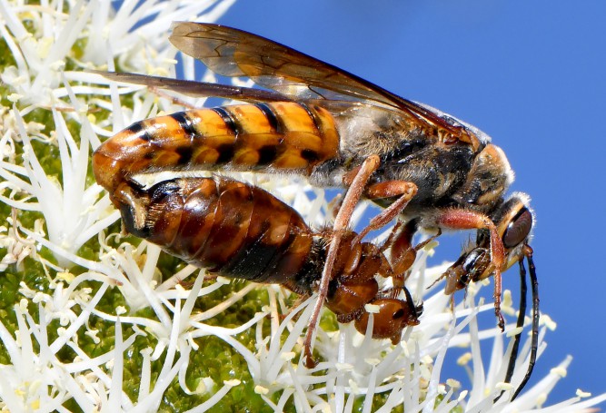 Thynnidae wasps feeding