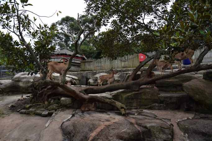 Taronga Zoo, Sydney