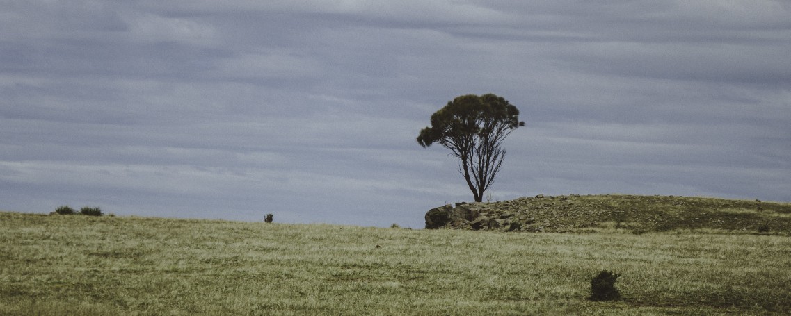 Tree, driving down the east coast, Tasmania