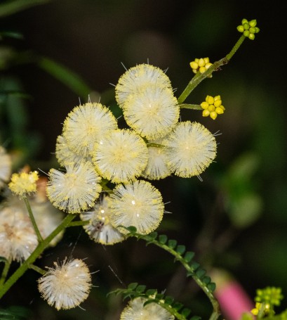 Hunter Region Botanic Gardens, Heatherbrae, Hunter Valley, New South Wales, Australia