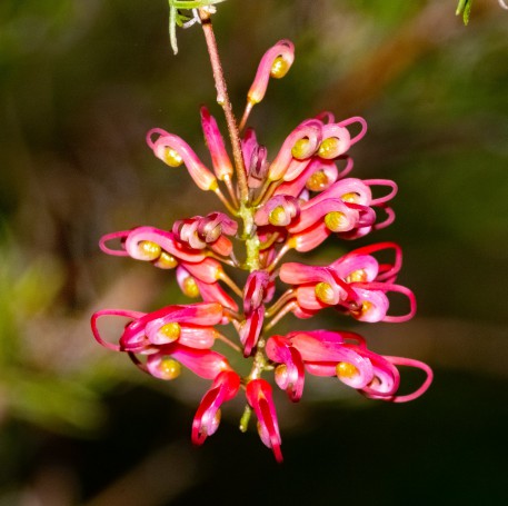 Australian native Grevillea sp. - Hunter Region Botanic Gardens, Heatherbrae, Hunter Valley, New South Wales, Australia.01