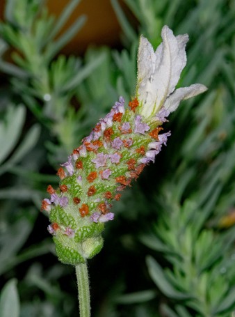 Hunter Region Botanic Gardens, Heatherbrae, Hunter Valley, New South Wales, Australia