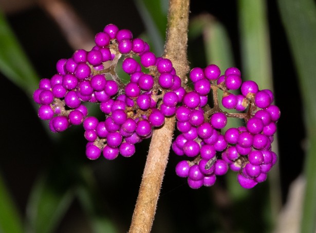 Hunter Region Botanic Gardens, Heatherbrae, Hunter Valley, New South Wales, Australia